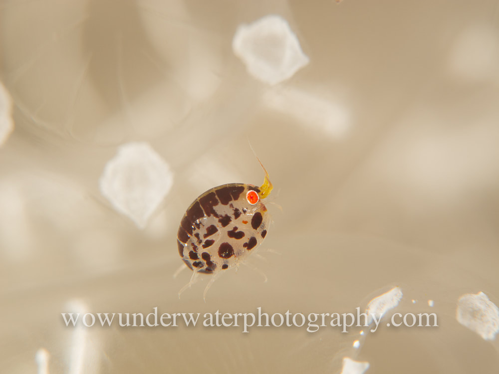 Solo Ladybug Amphipod on icy clear tunicates with white details
