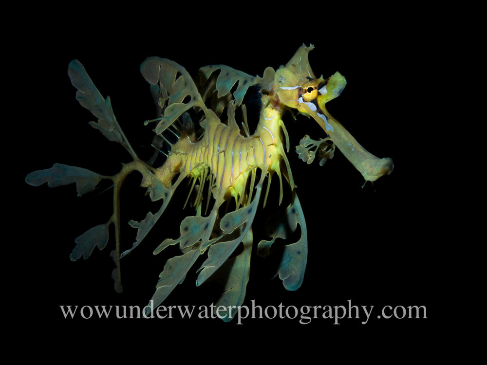Leafy Seadragon black background #00001 bestsellers web