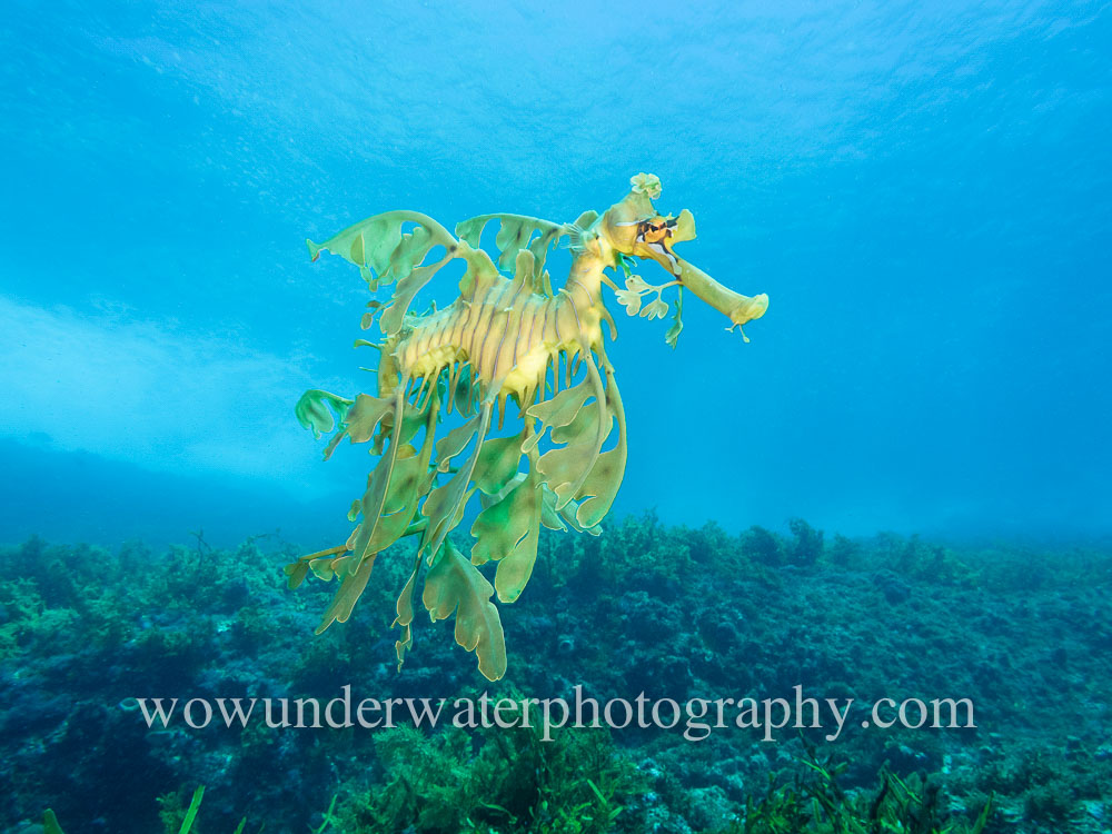 Leafy Seadragon in the blue #00006 bestsellers wow website