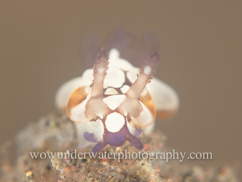 Trapania scurra nudibranch