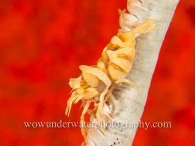 Whip Coral shrimp on sea whip in front of red sponge covered rock.