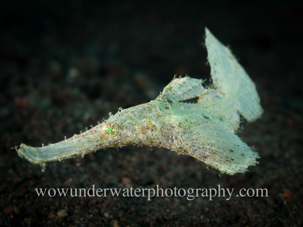 Robust Ghost Pipefish #00001 web