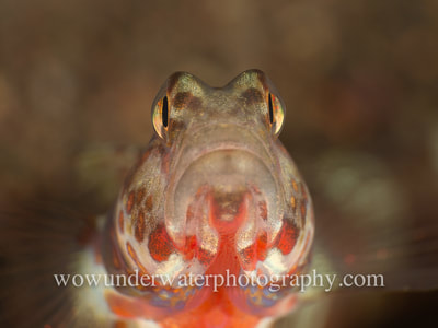 Shrimp Goby close up portrait from a muck dive in Bali.