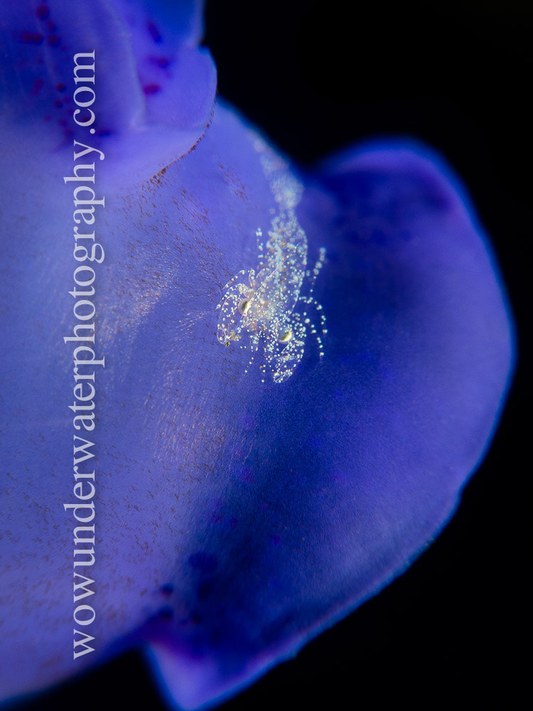 SNAPPING SHRIMP on blue tunicate #00001 