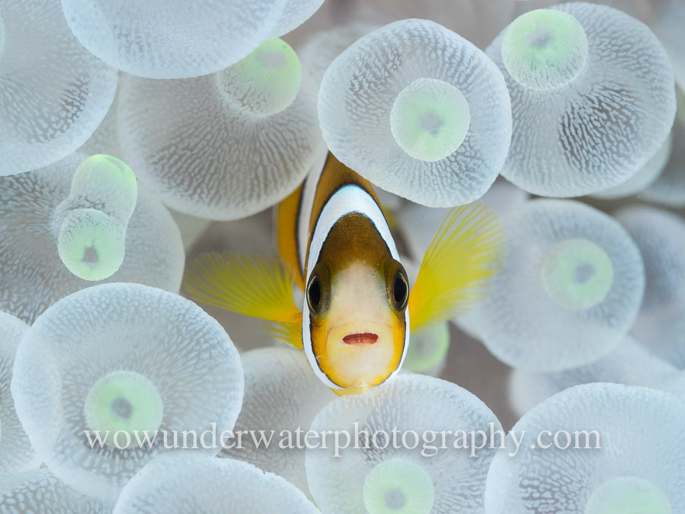 Snowy White Juvenile Clownfish in anemone #00001 bestsellers web