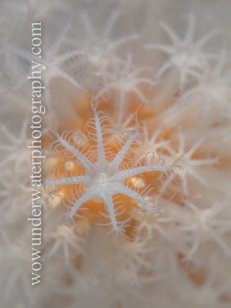 Carijoa coral polyps /SUMMER SNOW #00001 