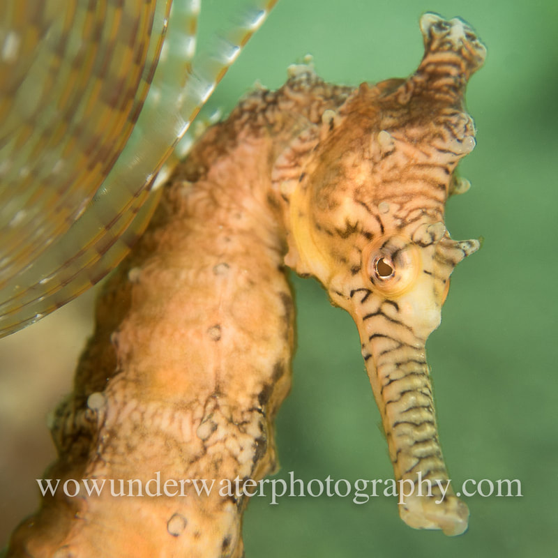 Western Australian Seahorse Portrait with Tube worm feathers.
