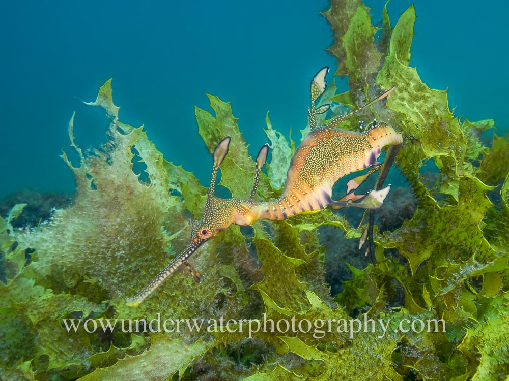 Weedy Seadragon drifting over kelp.