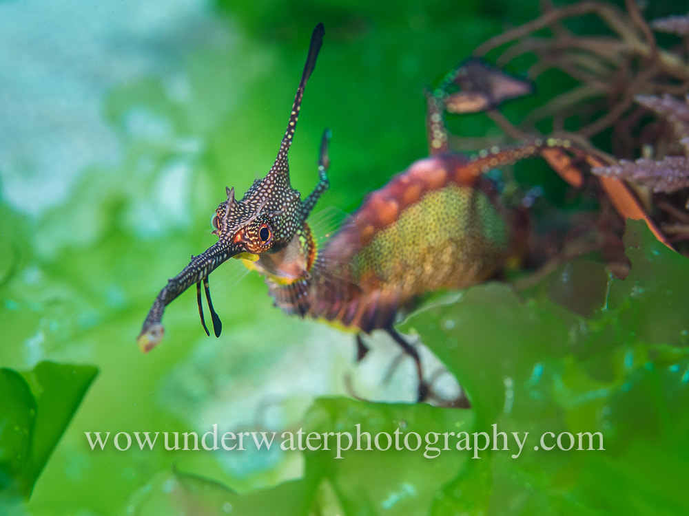 Weedy Seadragon with a kinked snout in sea lettuce.