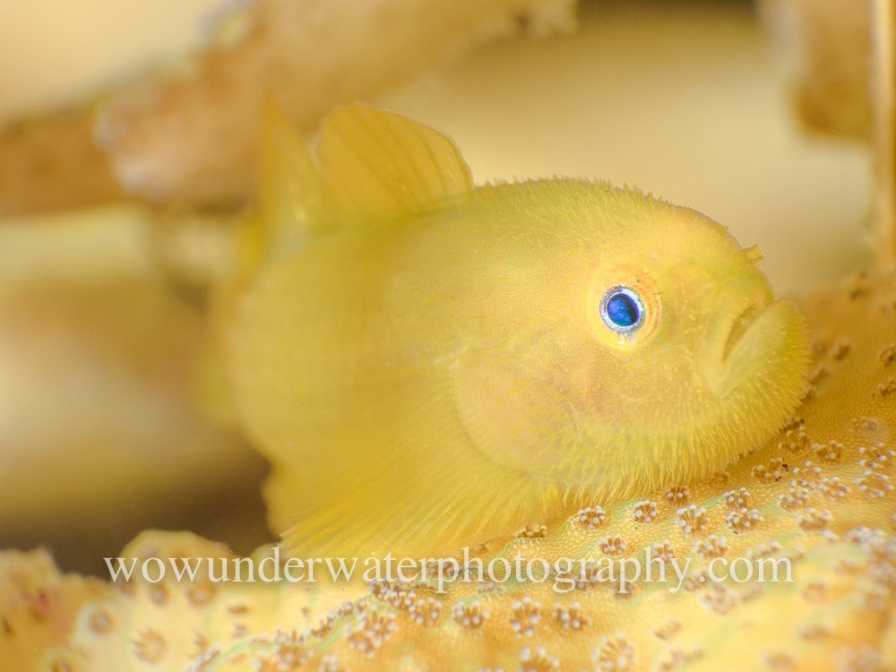 YELLOW BEARDED GOBY #00001 web