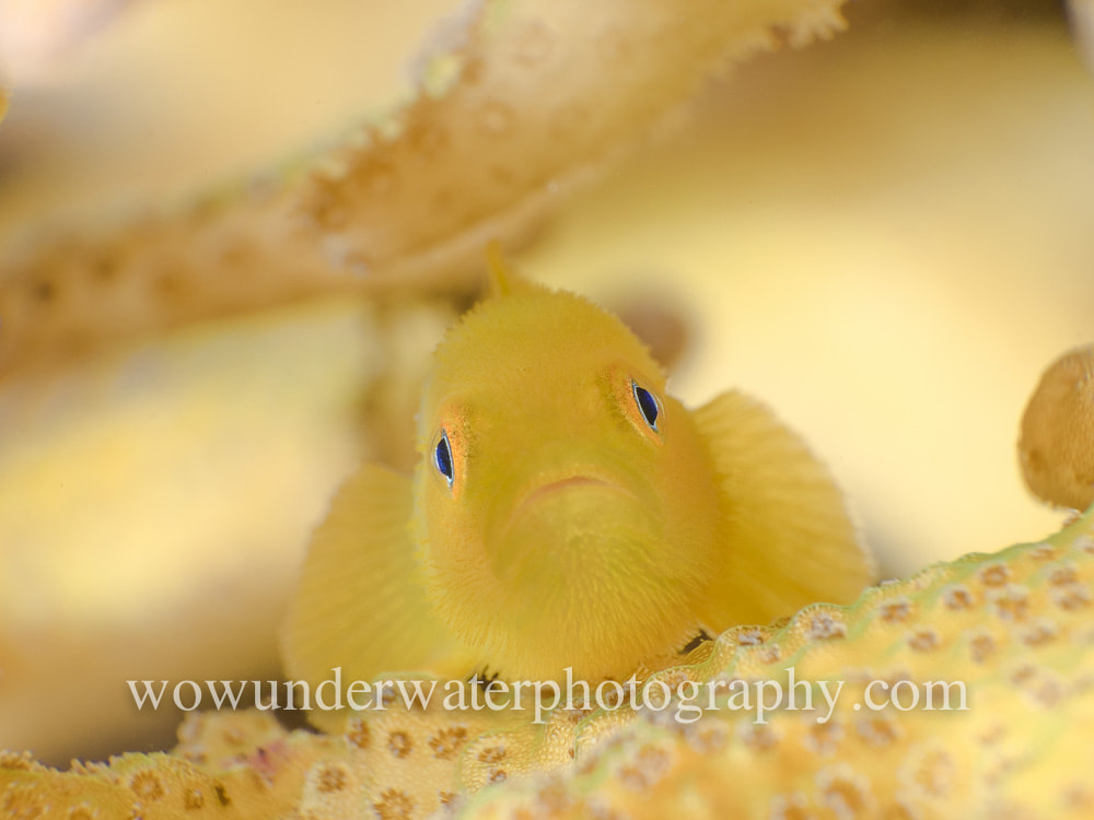 YELLOW BEARDED GOBY #00002 web